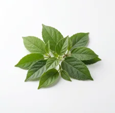 Gymnema sylvestre leaf — eighth by weight inside the GlucoBliss blend